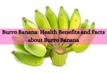 Burro Banana: Health Benefits and Facts about Burro Banana