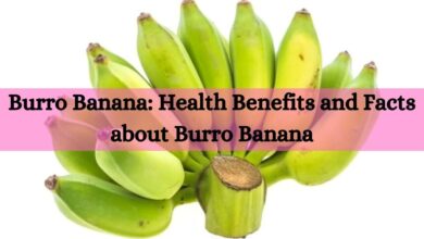Burro Banana: Health Benefits and Facts about Burro Banana