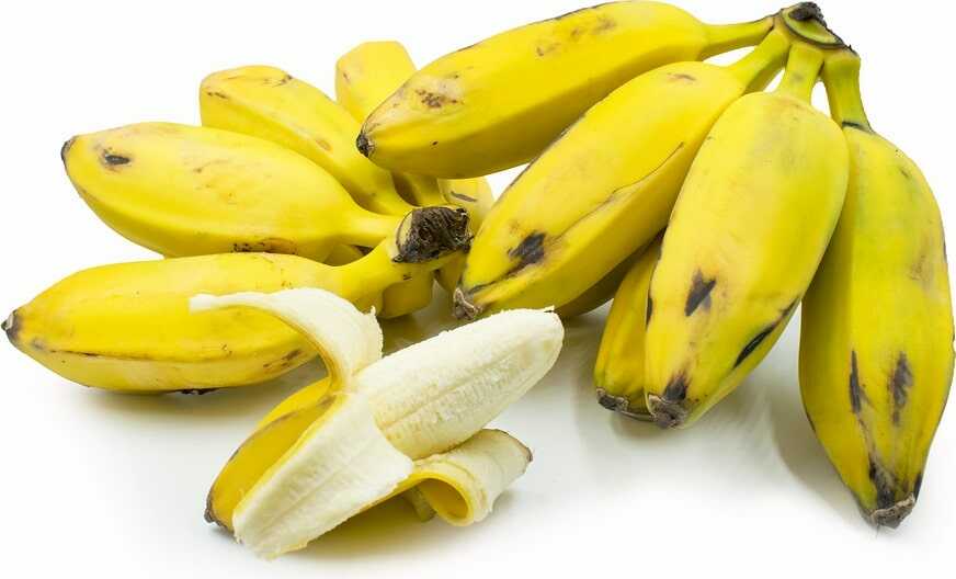 What are Burro Bananas?