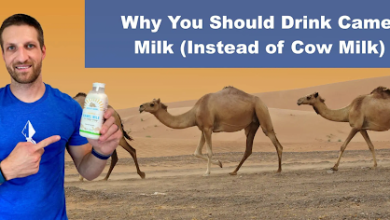 Camel Milk vs Cow Milk