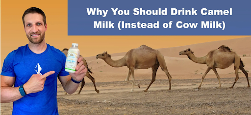 Camel Milk vs Cow Milk