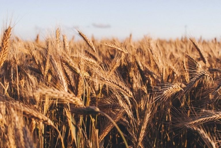 Roundup and its Hazards